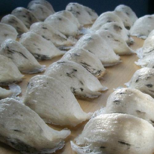 Bạch yến thô lông